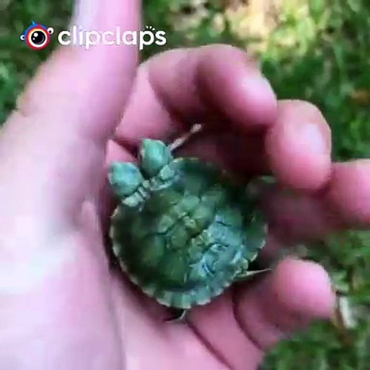 Turtle has two head
