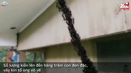 Kiến xây cầu tấn công tổ ong