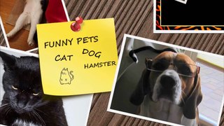 Only funny animals can make you laugh so hard you cry