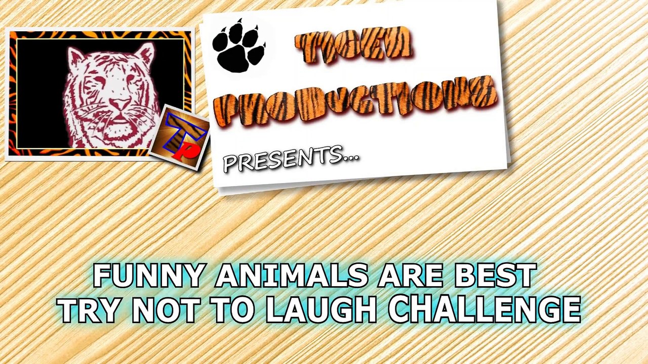 Funny animals are best try not to laugh challenge