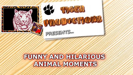 What could possibly be more entertaining and funny than animals