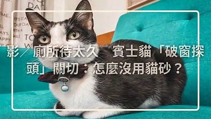 petmao_nownews-copy2-20200508-20:00