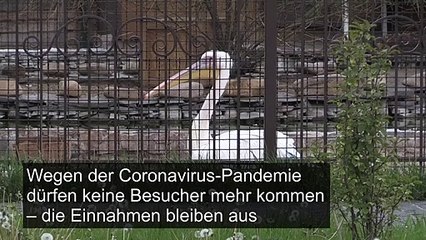 Video herunterladen: Corona-Krise macht Zoo in der Ukraine zu schaffen