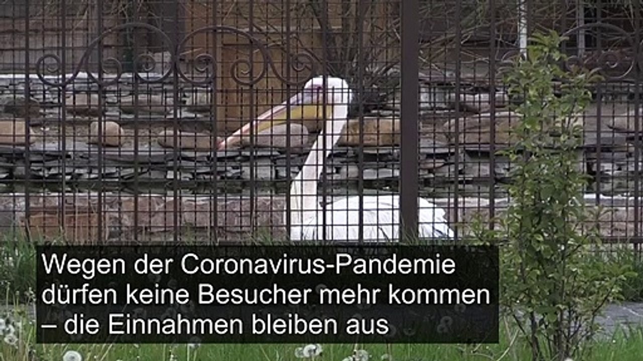 Corona-Krise macht Zoo in der Ukraine zu schaffen