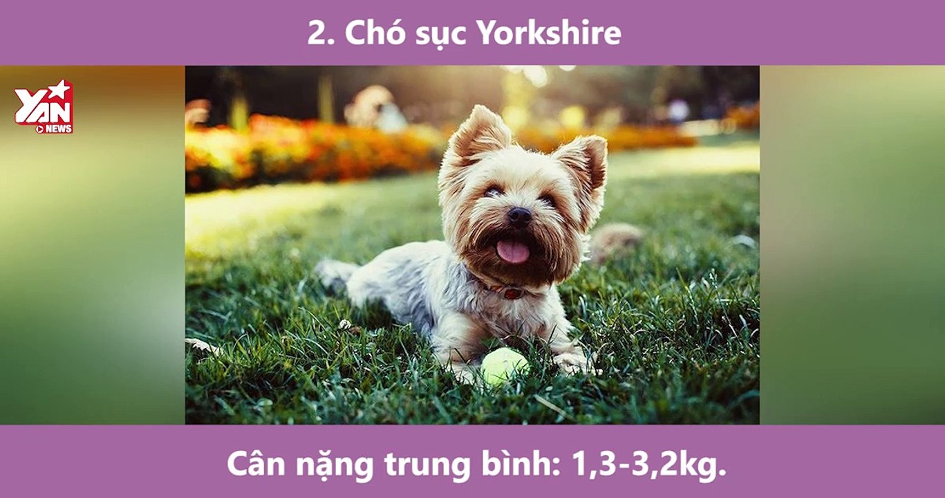 Top 10 Giống chó có kích thước vừa vặn dễ nuôi