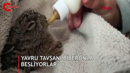 Buldukları yavru tavşanı biberonla beslediler