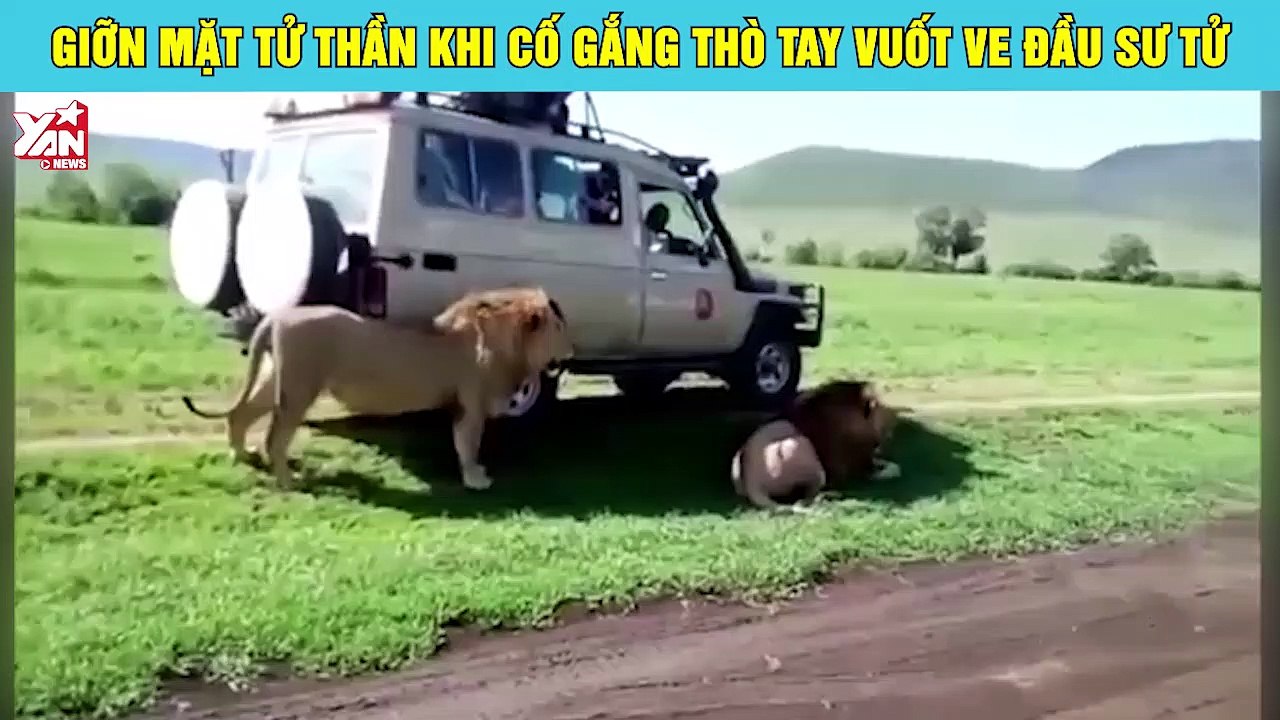 Giỡn mặt Tử thần khi cố gắng thò tay vuốt ve đầu sư tử