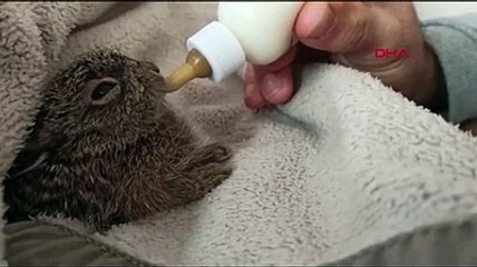 Buldukları yavru tavşanı biberonla beslediler