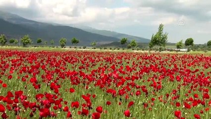 Gelinciklerin görsel şöleni