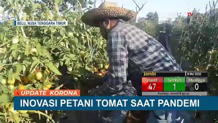 Meski PSBB, Inisiatif Petani Tomat Jualan Lewat Media Sosial