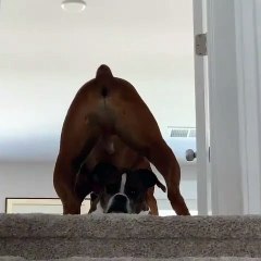 Dog Puts up With Annoying Pal