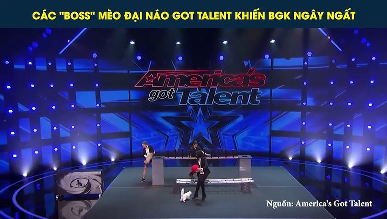 Cứ chê mèo lười biếng ham ăn, cả thế giới lại mà xem những chú mèo đại náo Got Talent giỏi thế này đây