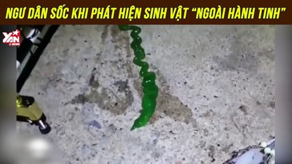 Ngư dân sốc khi phát hiện sinh vật “ngoài hành tinh” tự cắt lưỡi