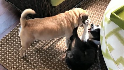 What you need to know about adopting a pet during the pandemic