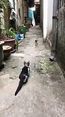 Intelligence of the cat in hunting sparrow