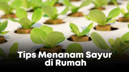 Ide Kreatif Bikin Kebun Sayur di Rumah Sendiri