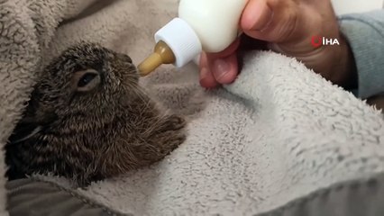 - Tavşan yavrusunu biberonla besliyorlar