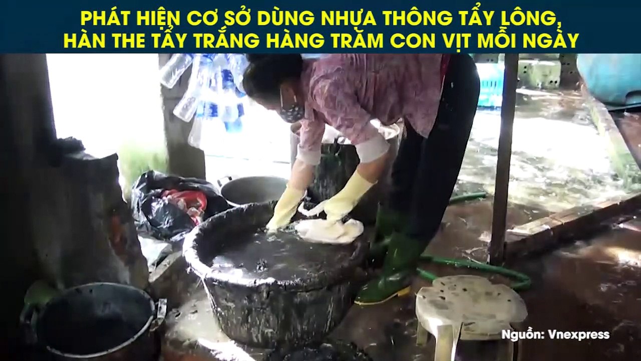 PHÁT HIỆN CƠ SỞ DÙNG NHỰA THÔNG TẨY LÔNG, HÀN THE TẨY TRẮNG HÀNG TRĂM CON VỊT MỖI NGÀY