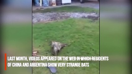 Hybrid of a rat, a frog and a bat found in Argentina and China