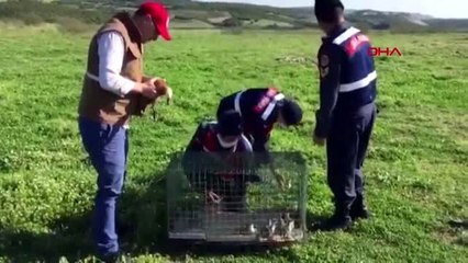 Jandarma Angut kuşu ve yavrularını kurtardıktan sonra doğal ortama bıraktı