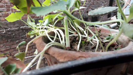 বারান্দায় বাগান করার চেষ্টা।