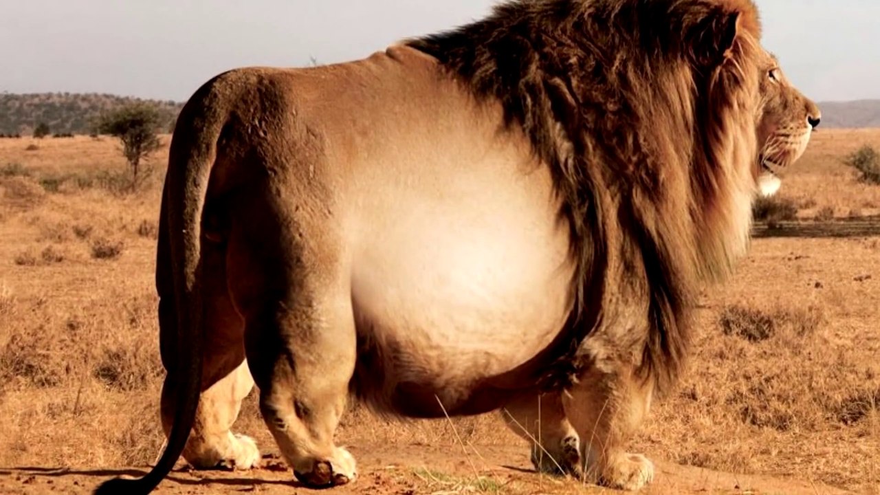 Top 10 FATTEST Wild Animals Ever Seen | Collbold