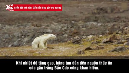 Biến đổi khí hậu: Gấu Bắc Cực gầy trơ xương