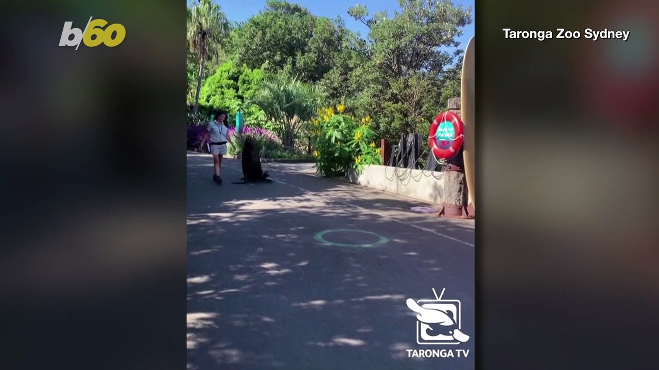 Walk on the Wild Side! Sea Lion & Zookeeper Wal...