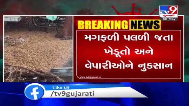 Gondal received unseasonal rain, groundnut crops destroyed _ Tv9GujaratiNews