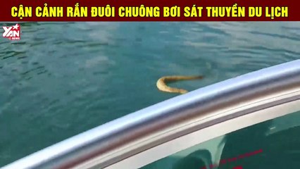 Rắn đuôi chuông bơi sát thuyền du lịch