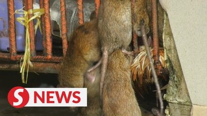 Rats! Rodents have a field day at PJ Old Town market during closure