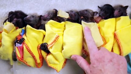 10 Exotic Pets that Might Kill You | Daily Top 10s