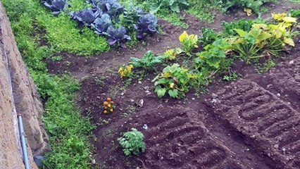 Mis aventuras en el Campo (My adventures on the farm)