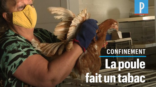 Le confinement fait exploser les ventes de poules en Belgique
