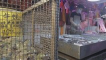 ¿Regular o prohibir los mercados de animales silvestres tras la pandemia?