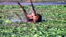 Mother Elephant Rescue baby from Tiger - Amazing Wild Animals Attacks, Crocodile
