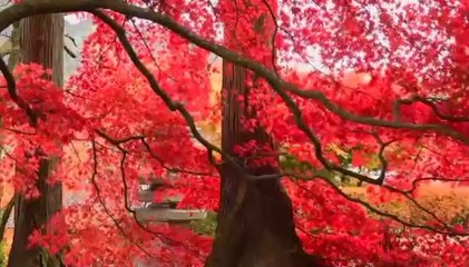 Relaxing Peaceful piano Music for Stress Relief in just 2 Minutes. Peaceful mind and sleep, meditation music and exercises