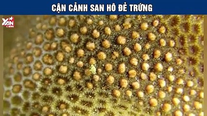 Cận cảnh san hô đẻ trứng