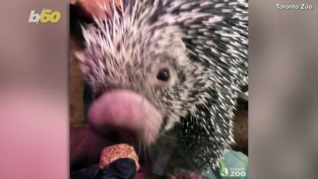 Watch Zookeepers Give This Cute Prickly Porcupine Her Medication via Tasty Treat!