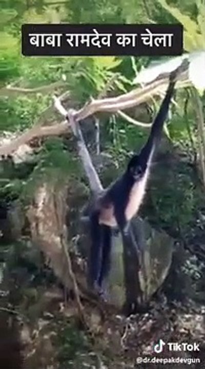 Monkey Funny Business