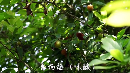 Amazing Chinese Cooking Recipes - Dianxi 2020