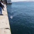 Karaköy’de yüzen yunuslar