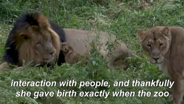 Two rare six-week-old Asiatic lion cubs play at Jerusalem Zoo
