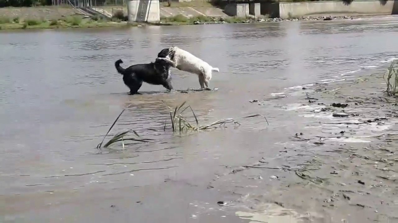 ALABAY COBAN KOPEGi vs ALABAY - ALABAi SHEPHERD DOG vs ALABAi DOG