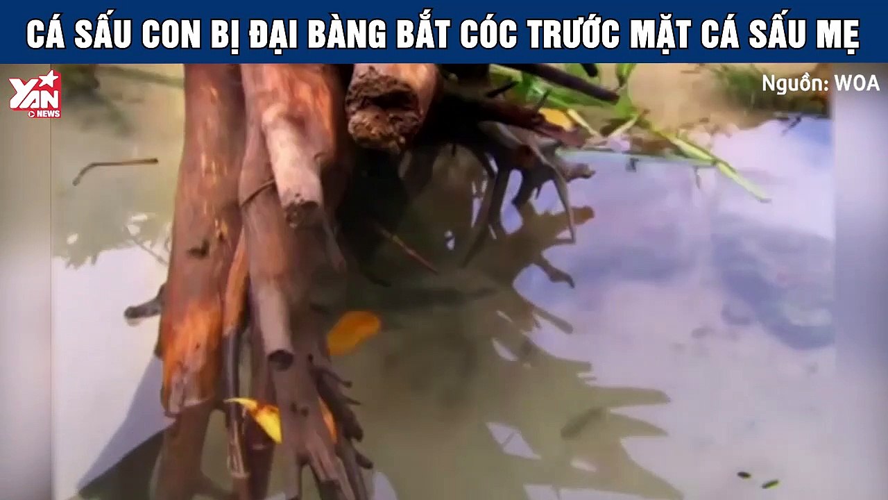 Cá sấu con bị đại bàng bắt cóc trước sự bất lực của cá sấu mẹ