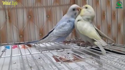 Beautiful Colorful Pet Birds Doing Funny & Humorous Thing - Birds are really funny