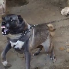 AGIR CEKiMDE KANGAL KOPEGiNiN DiSLERi - SLOW MOTiON KANGAL DOG TOOTHS