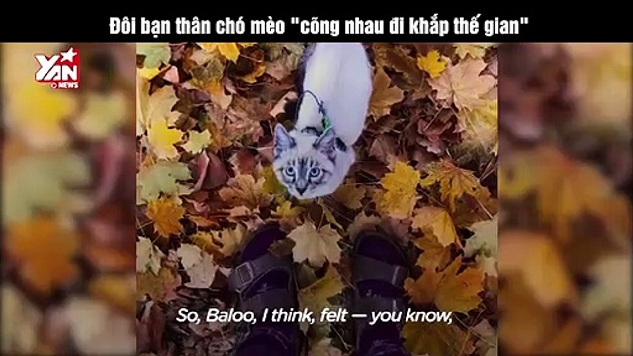 Đôi bạn chó mèo dắt nhau đi khắp thế giới