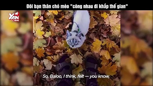 Đôi bạn chó mèo dắt nhau đi khắp thế giới