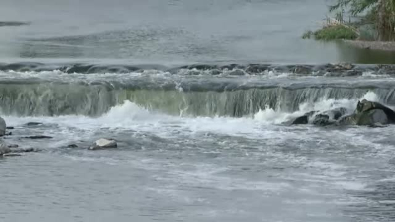 Las nutrias vuelven al río Besós